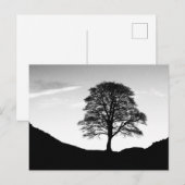 Sycamore Gap Briefkaart (Voorkant / Achterkant)