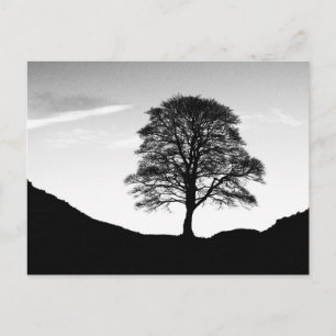 Sycamore Gap Briefkaart