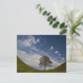 Sycamore Gap in de herfst Briefkaart (Staand voorkant)