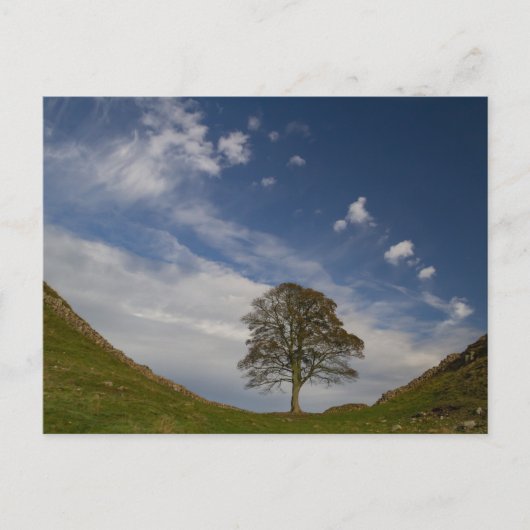 Sycamore Gap in de herfst Briefkaart (Voorkant)