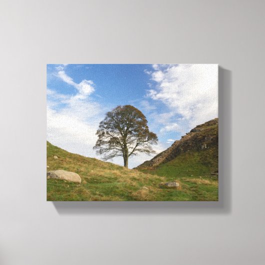 Sycamore Gap in het najaar Canvas Afdruk (Voorkant)