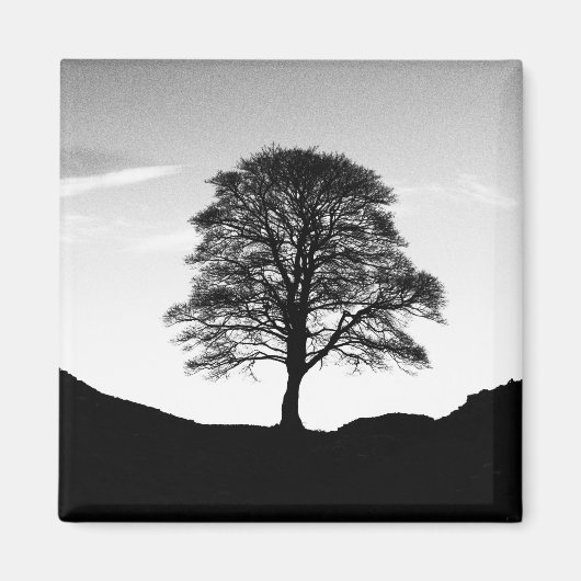 Sycamore Gap Magnet (Voorkant)