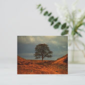 Sycamore Gap (Muur van Hadrians) - Briefkaart (Staand voorkant)