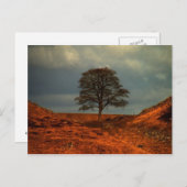 Sycamore Gap (Muur van Hadrians) - Briefkaart (Voorkant / Achterkant)