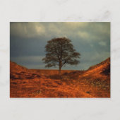 Sycamore Gap (Muur van Hadrians) - Briefkaart (Voorkant)