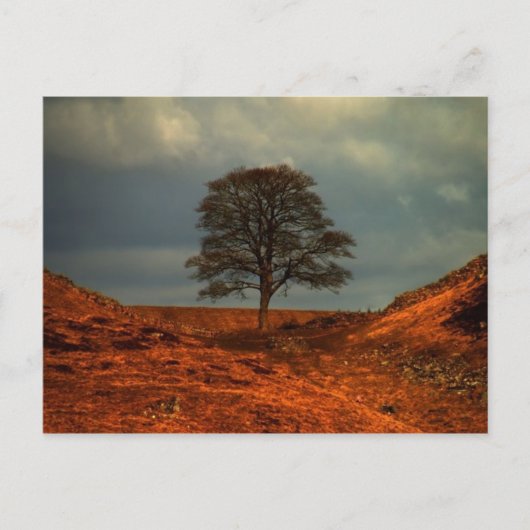 Sycamore Gap (Muur van Hadrians) - Briefkaart (Voorkant)