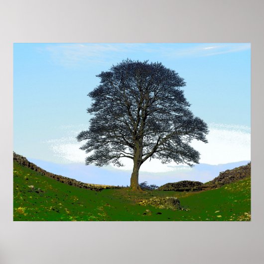 Sycamore Gap Poster/Print Poster (Voorkant)