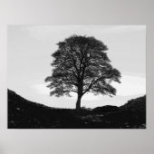 Sycamore Gap Poster/Print Poster (Voorkant)