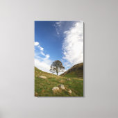 Sycamore Gap Stretched Canvas Print (Voorkant)