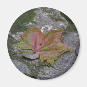 Sycamore Leaf Magneet