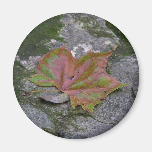 Sycamore Leaf Magneet (Voorkant)