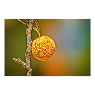 Sycamore Seed Ball Foto Afdruk