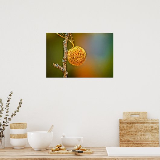 Sycamore Seed Ball Poster (Keuken)