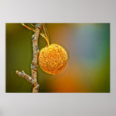 Sycamore Seed Ball Poster (Voorkant)