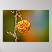 Sycamore Seed Ball