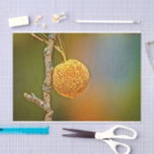 Sycamore Seed Ball Tissuepapier (Craft)