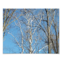 Sycamore-structuur Foto Afdruk