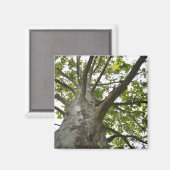 Sycamore-structuur Magneet (Voorkant / Achterkant)