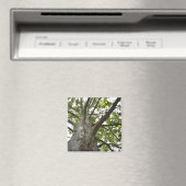 Sycamore-structuur Magneet (Insitu (Vaatwasser))