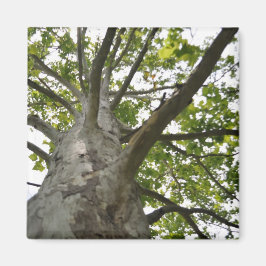 Sycamore-structuur Magneet