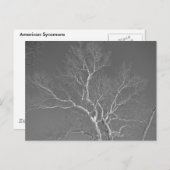 Sycamore-structuur tegen Winter Sky-items Briefkaart (Voorkant / Achterkant)