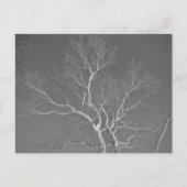 Sycamore-structuur tegen Winter Sky-items Briefkaart (Voorkant)