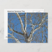 Sycamore-structuur tegen Winter Sky-items Briefkaart (Voorkant / Achterkant)