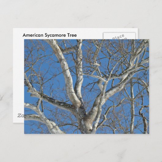 Sycamore-structuur tegen Winter Sky-items Briefkaart (Voorkant / Achterkant)