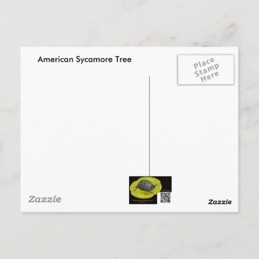 Sycamore-structuur tegen Winter Sky-items Briefkaart (Achterkant)