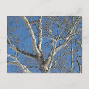 Sycamore-structuur tegen Winter Sky-items Briefkaart
