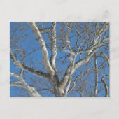 Sycamore-structuur tegen Winter Sky-items Briefkaart (Voorkant)