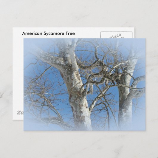 Sycamore-structuur tegen Winter Sky-items Briefkaart (Voorkant / Achterkant)