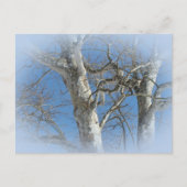 Sycamore-structuur tegen Winter Sky-items Briefkaart (Voorkant)