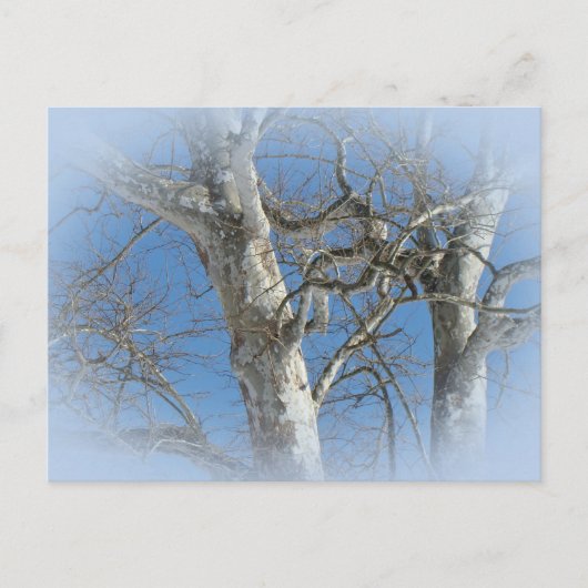 Sycamore-structuur tegen Winter Sky-items Briefkaart (Voorkant)