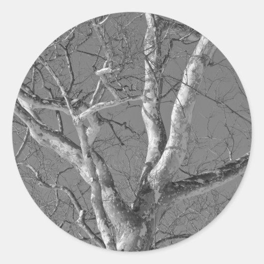 Sycamore-structuur tegen Winter Sky-items Ronde Sticker (Voorkant)