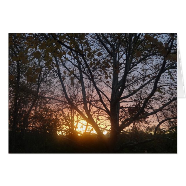 Sycamore Sunrise (Voorkant Horizontaal)