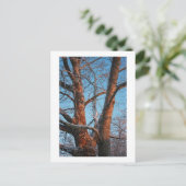 Sycamore Sunrise Briefkaart (Staand voorkant)