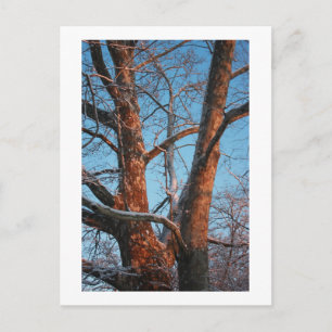 Sycamore Sunrise Briefkaart
