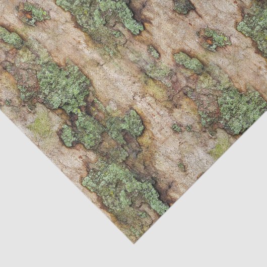 Sycamore Tree Bark Moss Lichen Tissuepapier (Detail)