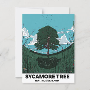Sycamore Tree Gap Briefkaart