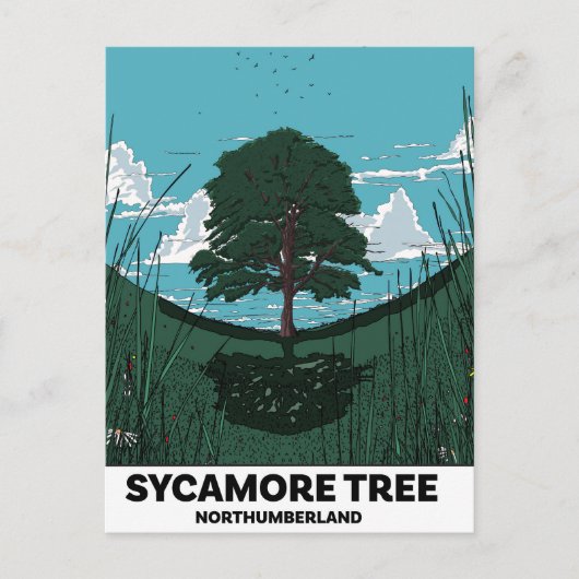 Sycamore Tree Gap Briefkaart (Voorkant)