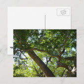 Sycamore Tree Green-Natuur Briefkaart (Voorkant / Achterkant)