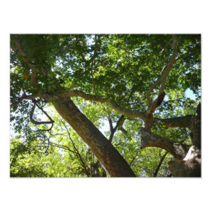Sycamore Tree Green-Natuur Foto Afdruk