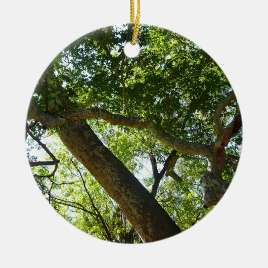 Sycamore Tree Green-Natuur Keramisch Ornament (Voorkant)