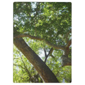 Sycamore Tree Green-Natuur Klembord (Achterkant)