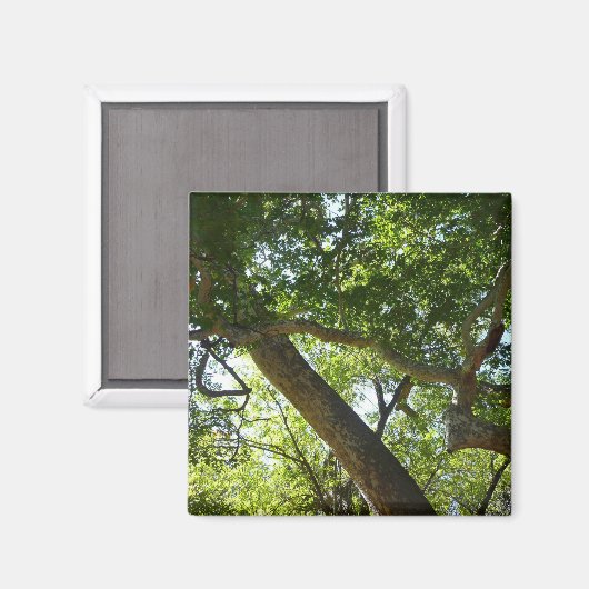 Sycamore Tree Green-Natuur Magneet (Voorkant / Achterkant)