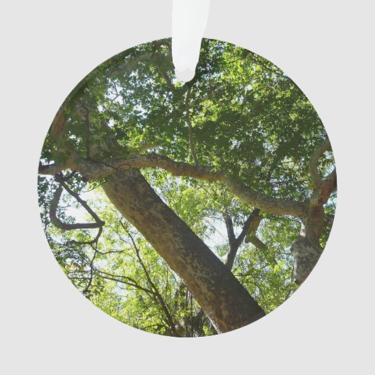 Sycamore Tree Green-Natuur Ornament (voorkant)