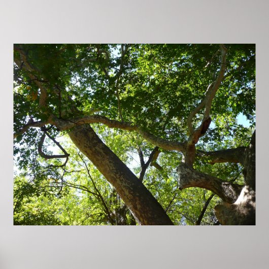 Sycamore Tree Green-Natuur Poster (Voorkant)