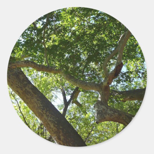 Sycamore Tree Green-Natuur Ronde Sticker (Voorkant)