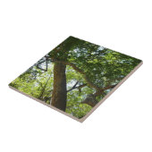 Sycamore Tree Green-Natuur Tegeltje (Zijkant)
